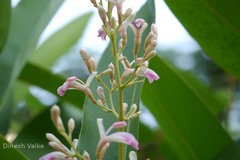 Alpinia nigra